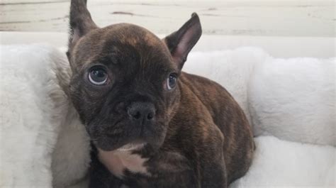 The breed is the result of a cross between toy bulldogs imported from england, and local ratters in paris, france, in the 1800s. French Bulldog puppy dog for sale in La Mirada, California