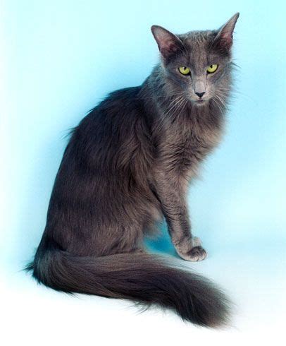 Oriental longhair cat breed information; Oriental Longhair | International Cat Care | Cat breeds ...