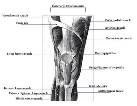 Knee Anatomy Pictures Bones Ligaments Muscles Tendons Function