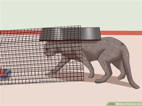 3 Ways To Catch A Cat Wikihow