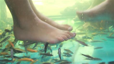 Fish Spa Pedicure Of Female Feet Stock Footage Video