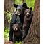 Bear Family  Black Animals Beautiful