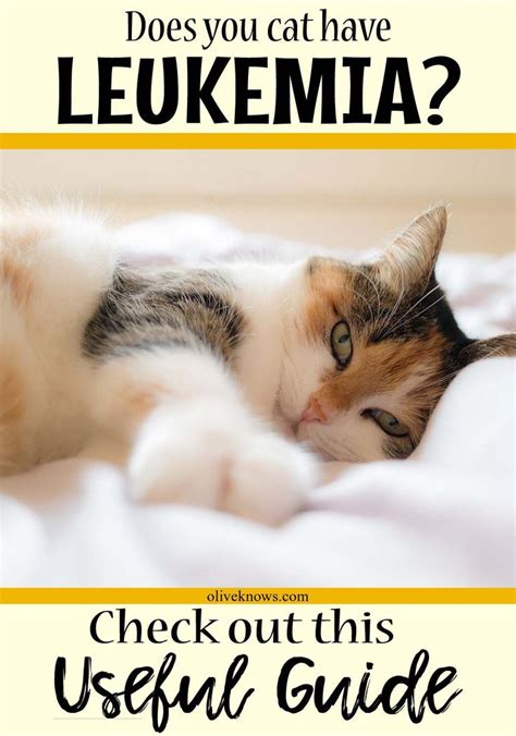 What You Need To Know About Cat Leukemia Feline Leukemia
