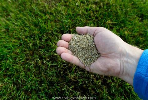 What Is The Best Grass Seed For Your Lawn Crabgrasslawn