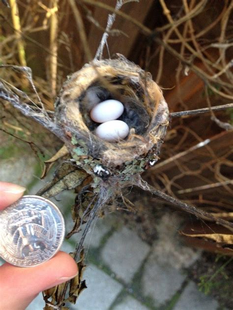 Baby Hummingbirds Leave The Nest These Are The Cutest Bird Photos Ever