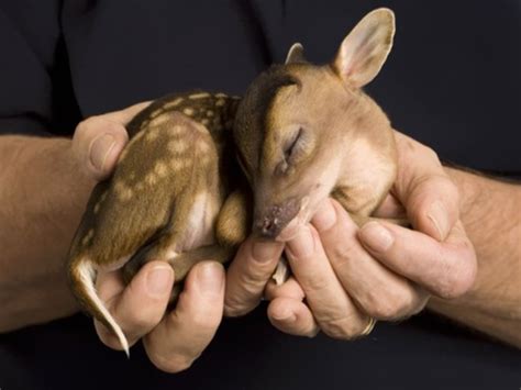 25 Of The Aww Some And Cutest Baby Animal Pictures Youll