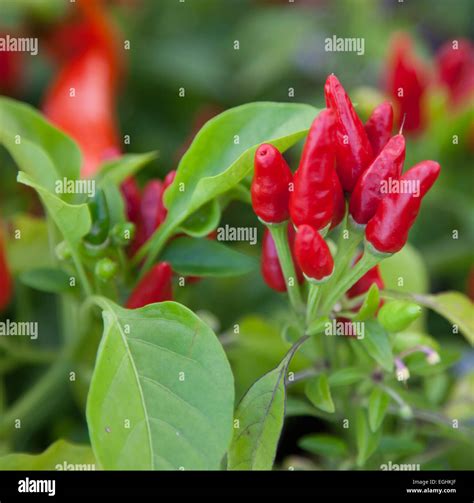 Fine Grown Chili Pepper Plant Stock Photo Alamy