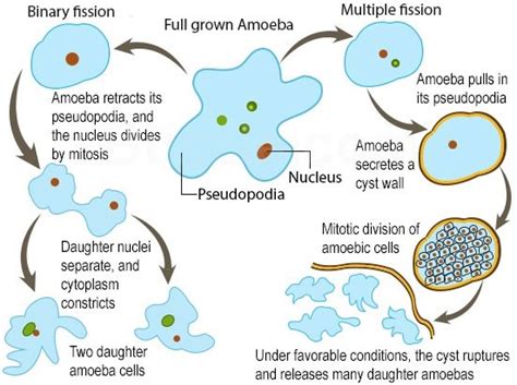 Ss1 Third Term Biology Senior Secondary School → Reproduction In Amoeba By Asexual Reproduction