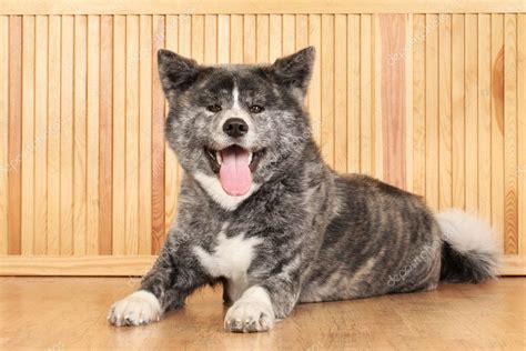 37 Excited Akita Inu Gris Photo Bleumoonproductions