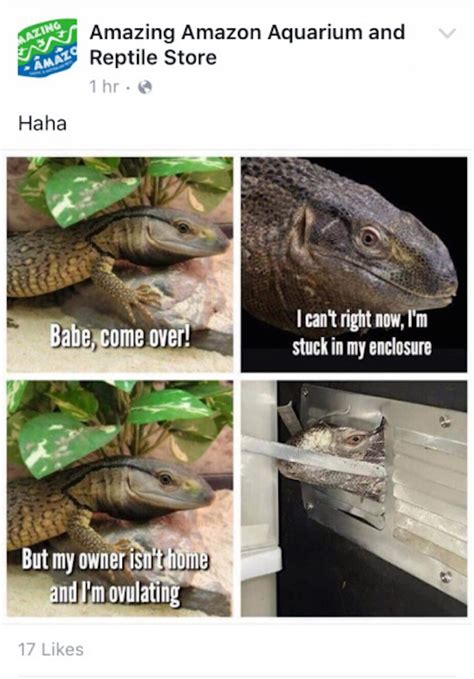 The Best Funny Pictures Of Reptiles Komodo Dragon Come Over Ruin My Week