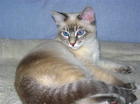 Blue Lynx Point Siamese Cats Blue Point Siamese Cats Facts Pretty Cats