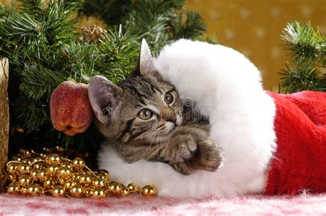 Cute Tabby Kitten In A Red Velvet Boot On Christmas Stock Photo Image