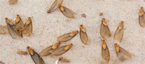 When Do Termites Swarm In Florida Florida Pest Control