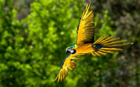 We have an extensive collection of amazing background images carefully chosen by our community. Blue & Gold Macaw - Macaws Wallpaper (30728086) - Fanpop