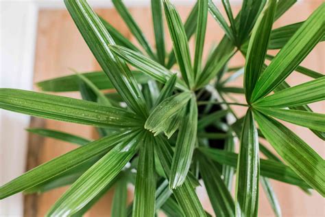 Lady Palm Indoor Plant Care And Growing Guide