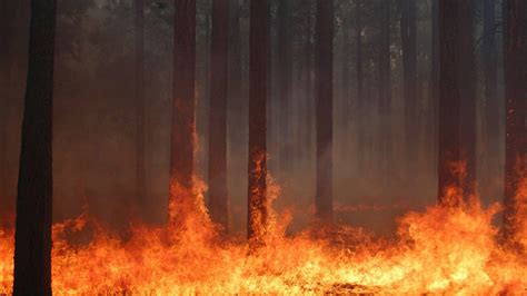 forest, Fire, Flames, Tree, Disaster, Apocalyptic, 1 Wallpapers HD ...