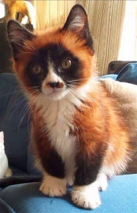 Red Panda Kitty Adorable Thats For Sure Pretty Cats Beautiful