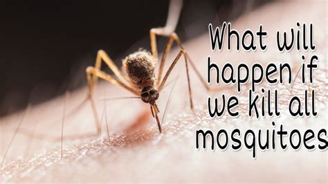 What Will Happen If The Mosquitoes Suddenly Disappeared In Hindi