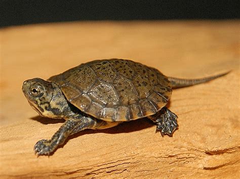 Western Pond Turtles Western Pond Turtles For Sale The Turtle Source