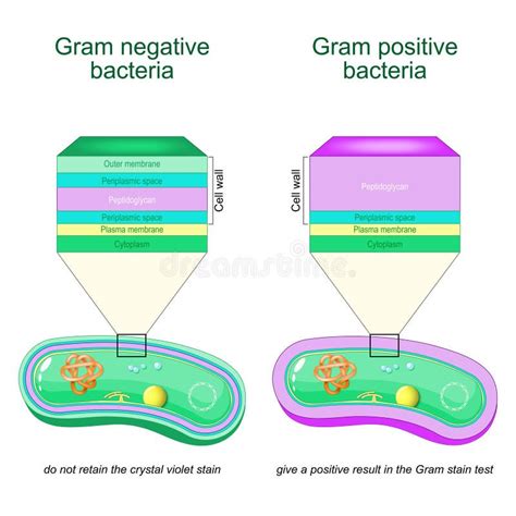 Gram Negative And Gram Positive Bacteria Stock Illustration
