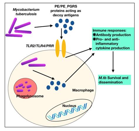 Ijms Free Full Text The Mycobacterium Tuberculosis Pepgrs Protein