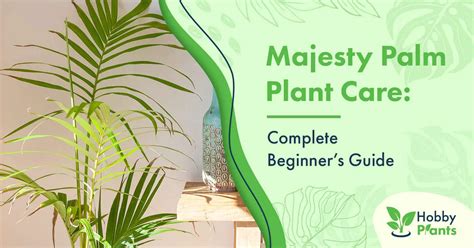 Majesty Palm Plant Care Complete Beginners Guide
