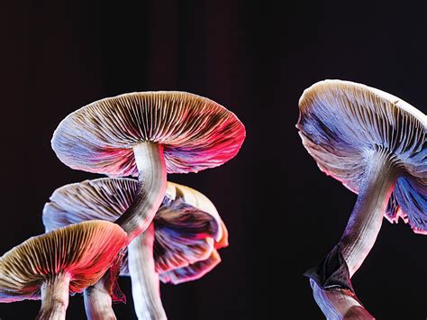 Magic Mushrooms Might Be The Next Frontier In Mental Health Care 5280