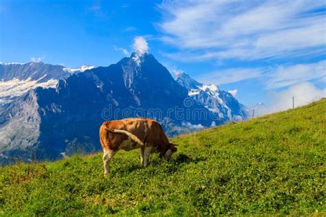 Cow Grazing On Alpine Meadow On First Mountain High Above Grindelwald
