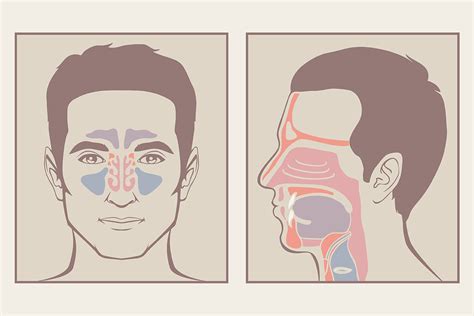 Septum And Turbinate Surgery