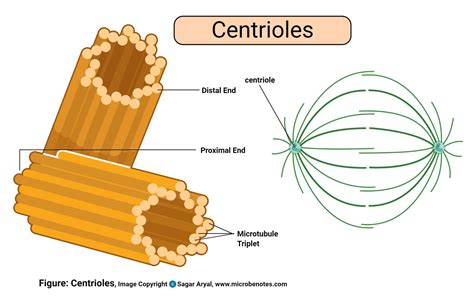 Animal Cell Diagram Centrioles Cell Structure Human Cell Diagram