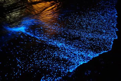 5 Beaches In India That Glow In The Dark