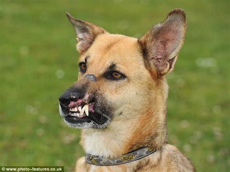 German Shepherd Left With Curled Lip After Dog Fight Is Rescued Daily