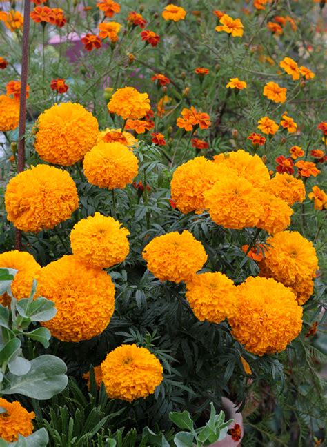 Annuals Marigolds