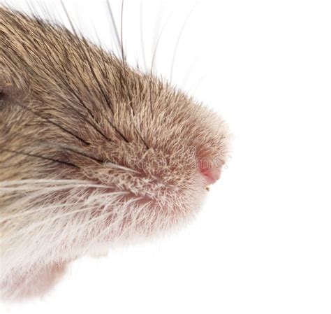 9385 Mouse Nose Photos Free And Royalty Free Stock Photos From Dreamstime