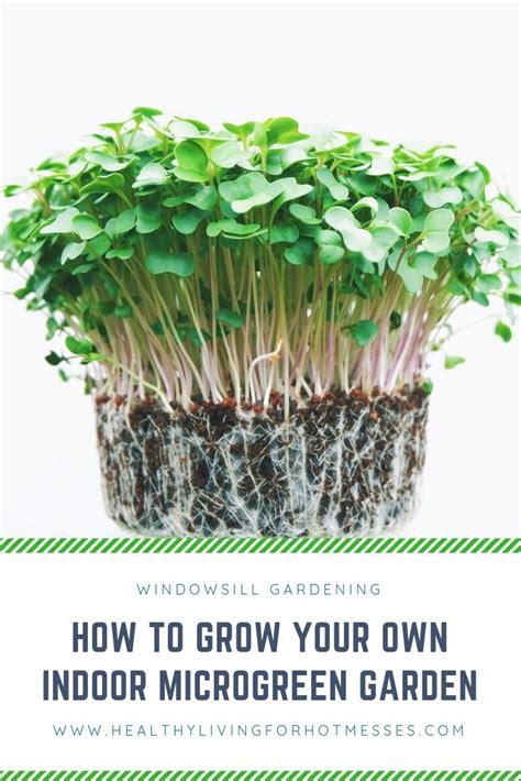 Grow Your Own Indoor Microgreen Garden Growing Microgreens Indoor