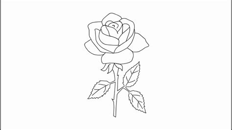7 Cara Menggambar Bunga Mawar Mudah Dan Kreatif