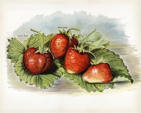 Strawberries Fruit Vintage Art Free Stock Photo Public Domain Pictures