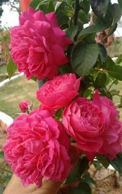 Pin By ∂εsтιηү σғ αηgεℓs On Flowers Beautiful Rose Flowers