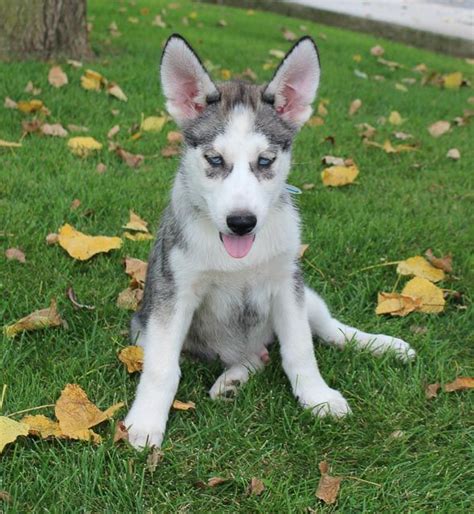 We do not allow indiana breeders, adoption centers, rescues or shelters to list siberian huskies for free in indiana. Jaden - a male AKC Siberian Husky pupper for sale in Indiana | Husky puppies for sale, Puppies ...