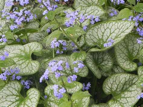 Perennial Brunnera Jack Frost Lovely Variegated Leaves With Sprays
