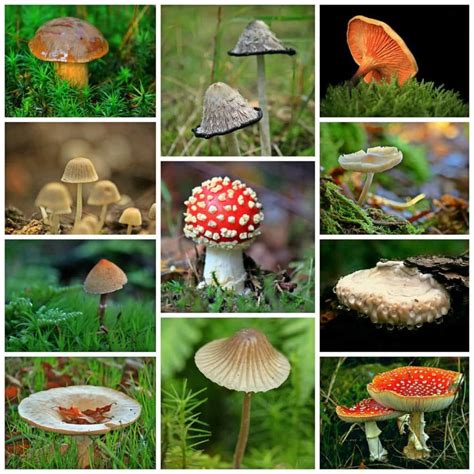 Poisonous Mushrooms Edible Mushrooms Wild Mushrooms Stuffed