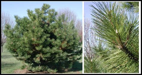 Fast Growing Pine Trees The Garden