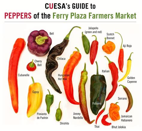 Hot Pepper Picture Chart Sweet To Heat A Guide To Picking