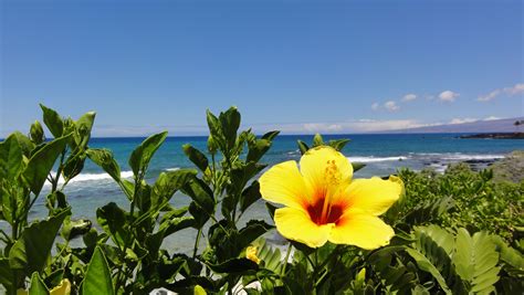 This Was A Perfect Backdrop For The Perfect Set Up A Stunning Hibiscus
