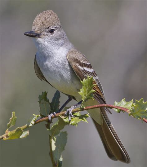 Maybe you would like to learn more about one of these? Ash-throated Flycatcher | San Diego Bird Spot