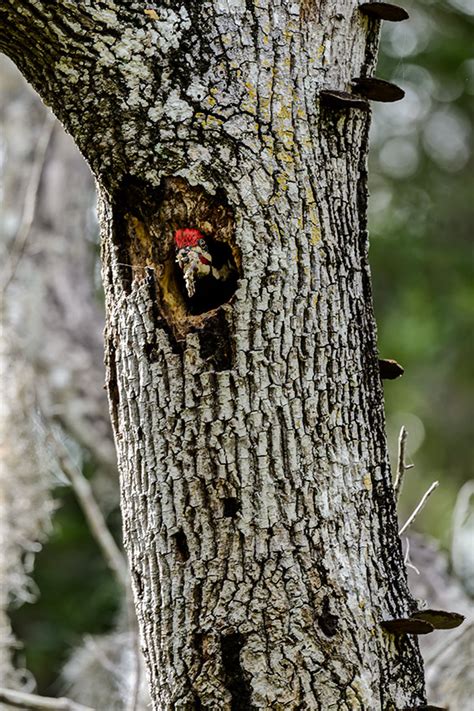 Pileated Woodpecker Nest Dryocopus Pileatus 13 011074vv Richard King
