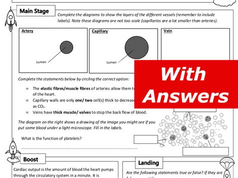 Blood And Blood Vessels Home Learning Worksheet Gcse Teaching Resources