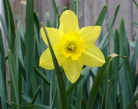 Star Look Alike Flowers Picture Of Daffodils In Bright Yellow Hi