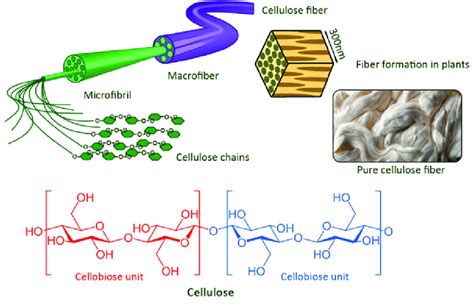 1 Fiber Formation From Cellulose Chains And Structure Of Cellulose