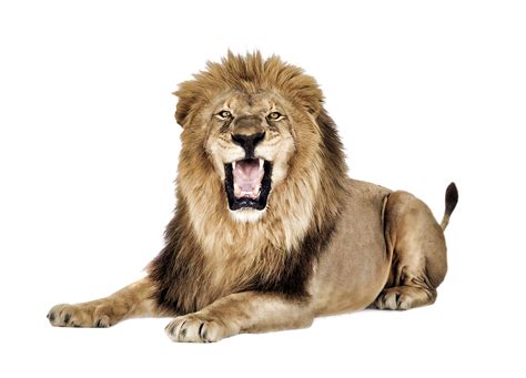 East African Lion How Speak Like A Pro Icon Lion Png Png Download Free